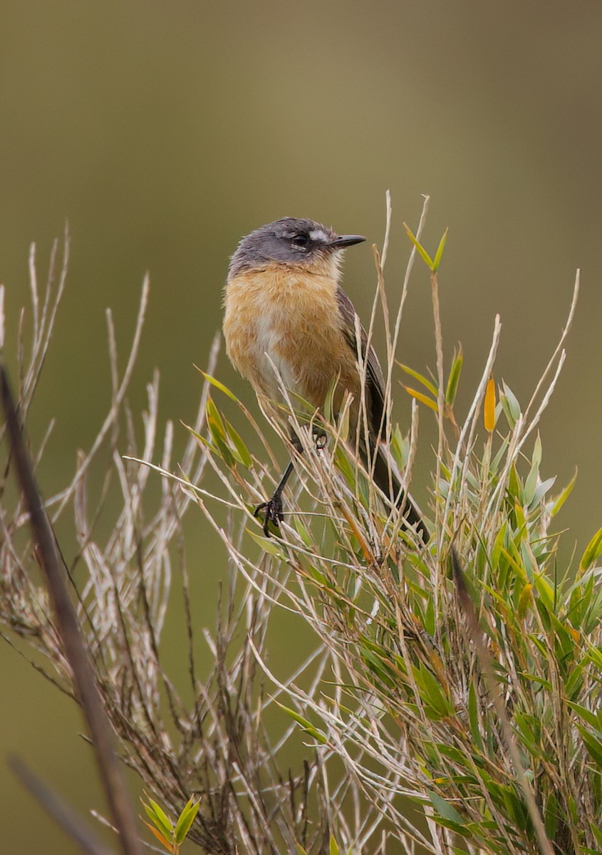 Gray-backed Tachuri - ML645543803
