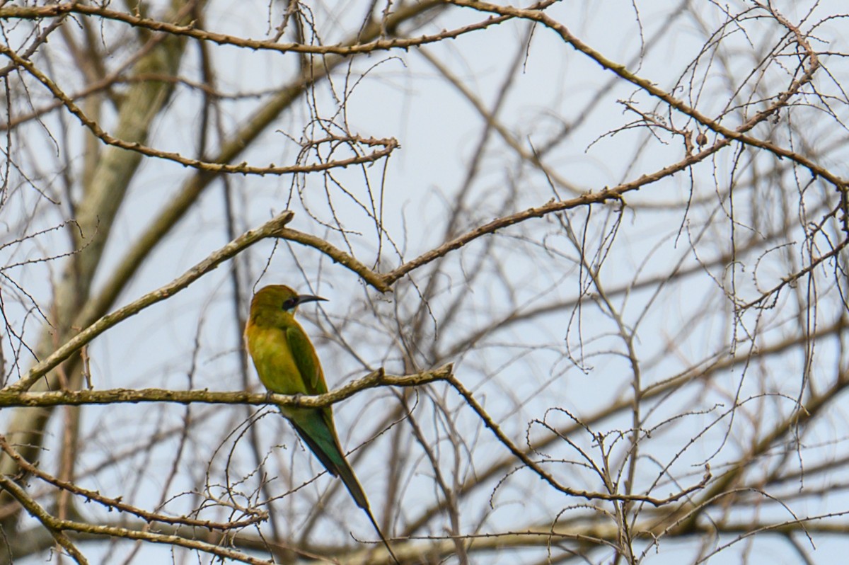 Blue-tailed Bee-eater - ML645543805