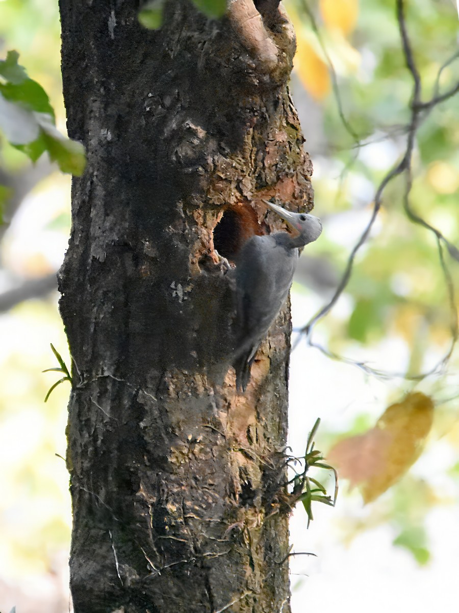 ボウシゲラ - ML645543808