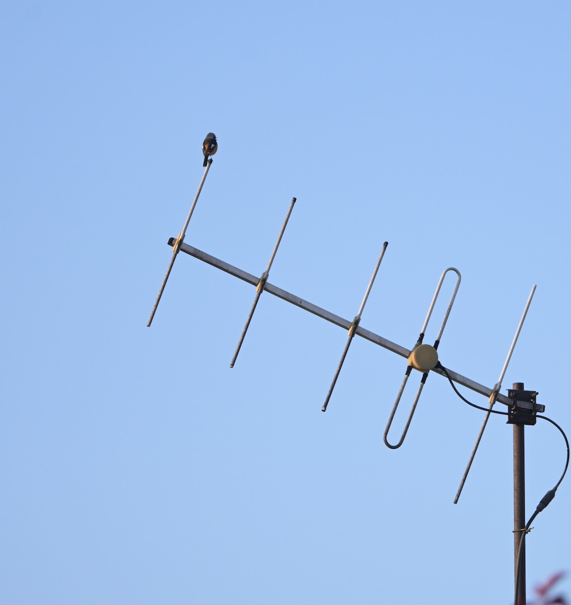 ジョウビタキ - ML645543809