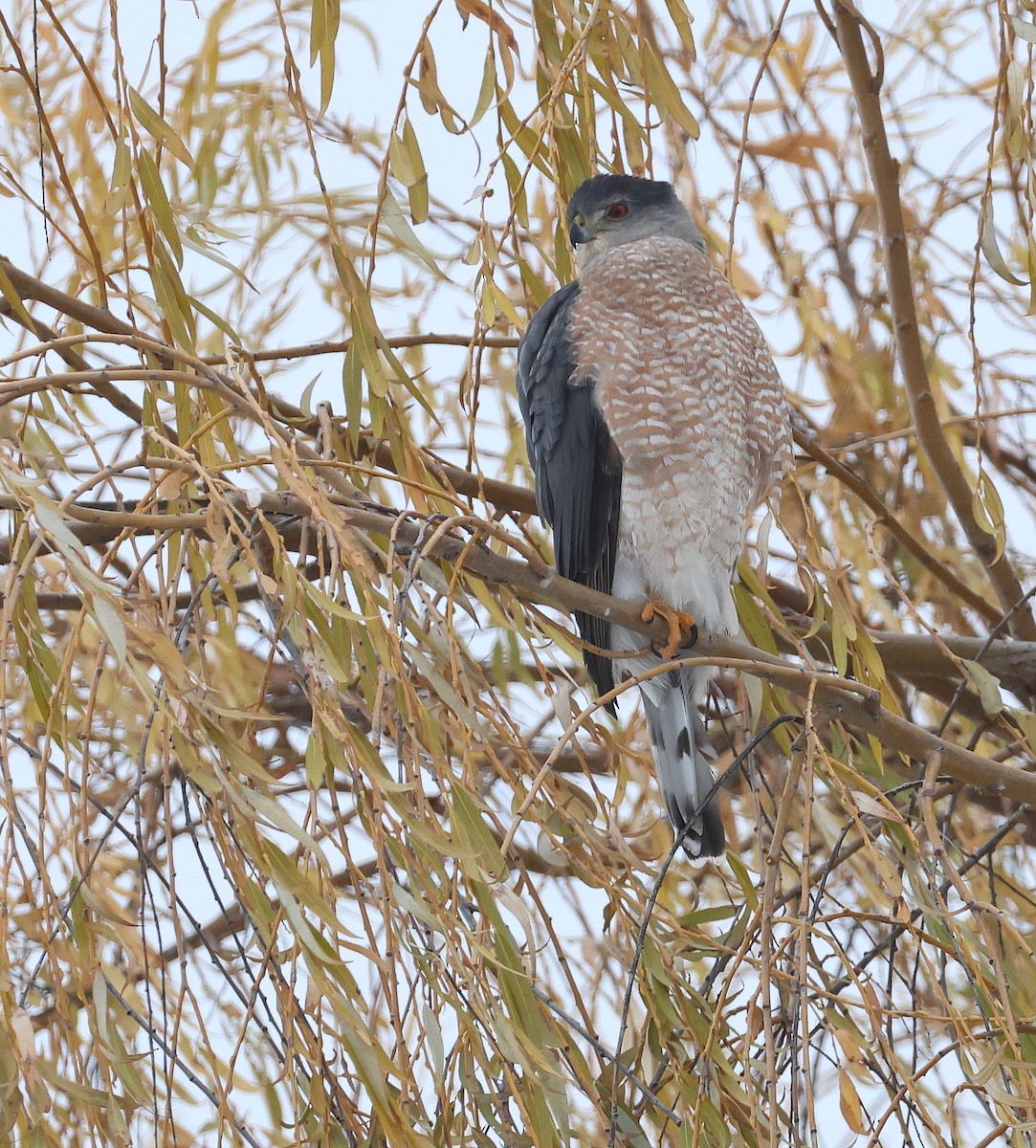 クーパーハイタカ - ML645543810