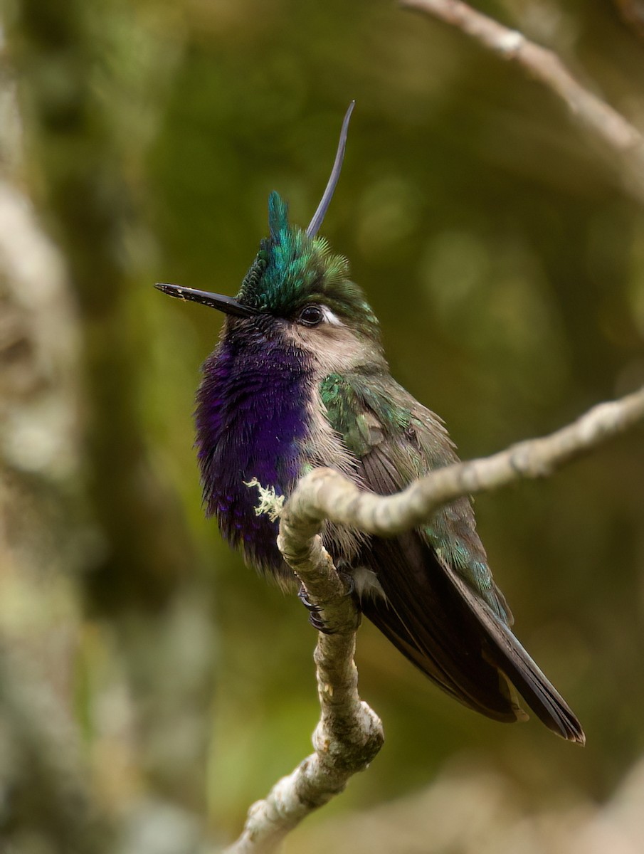 カンムリハチドリ - ML645543811