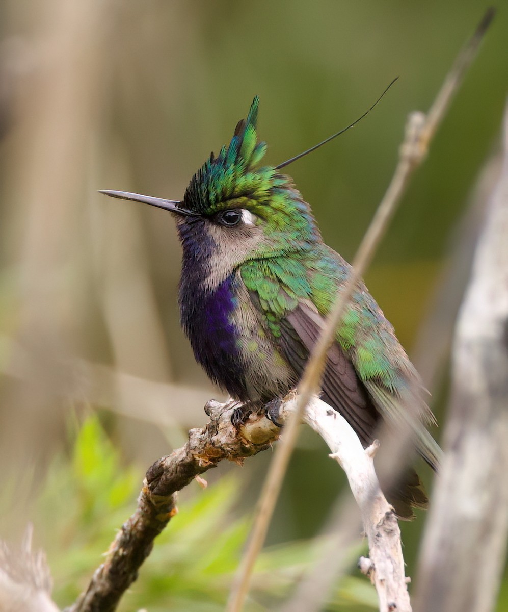 カンムリハチドリ - ML645543812