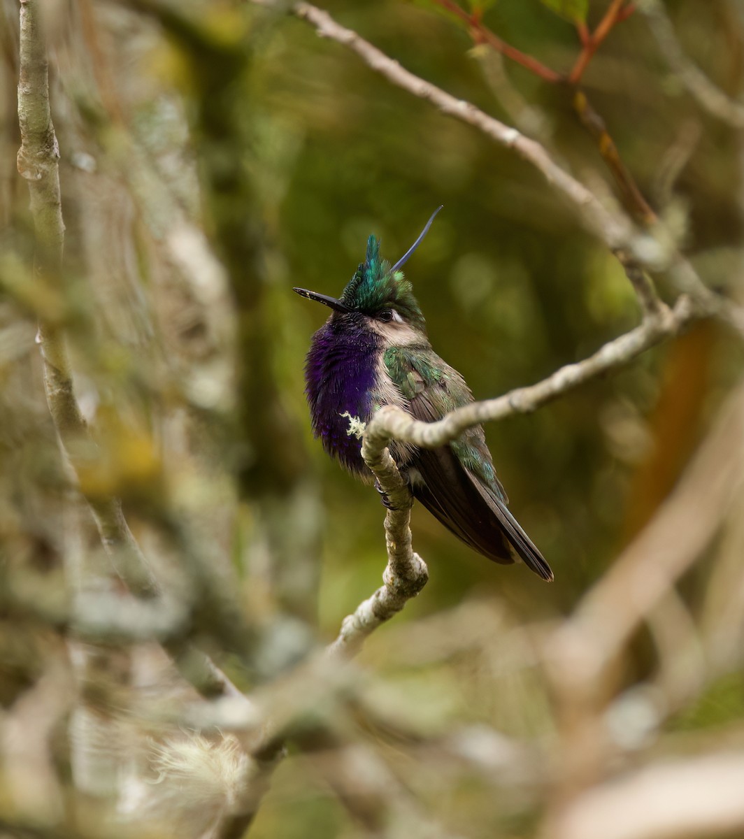 カンムリハチドリ - ML645543813