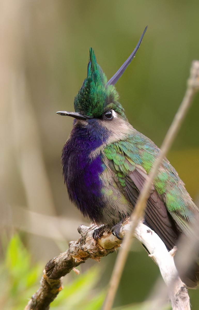 カンムリハチドリ - ML645543814