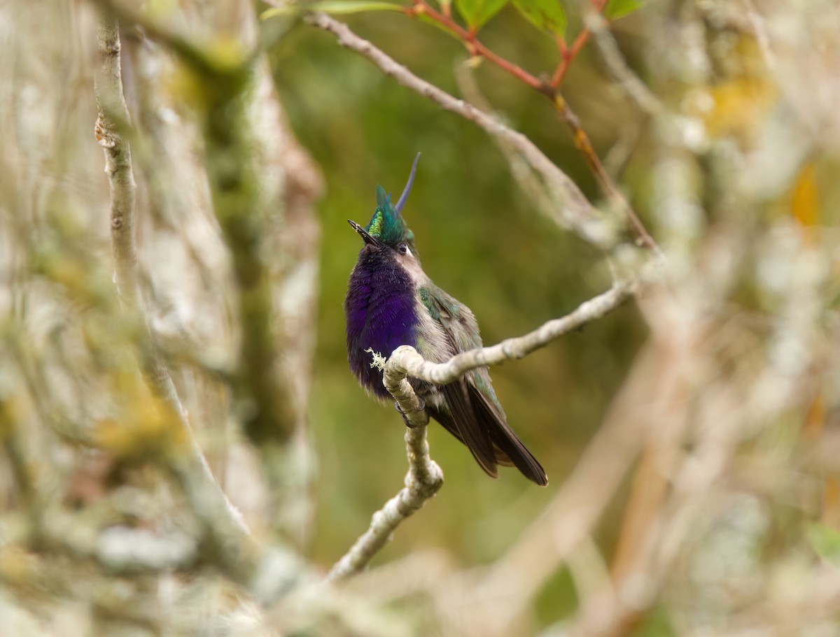 カンムリハチドリ - ML645543815