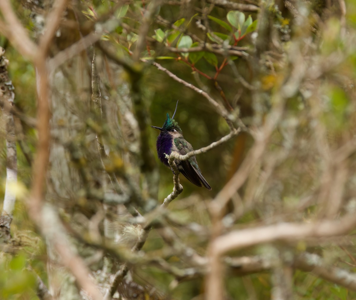 カンムリハチドリ - ML645543816