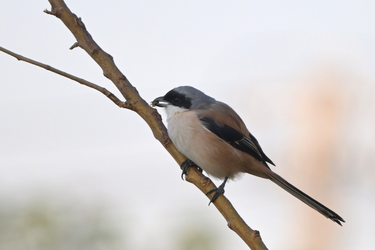 タカサゴモズ（schach） - ML645543817