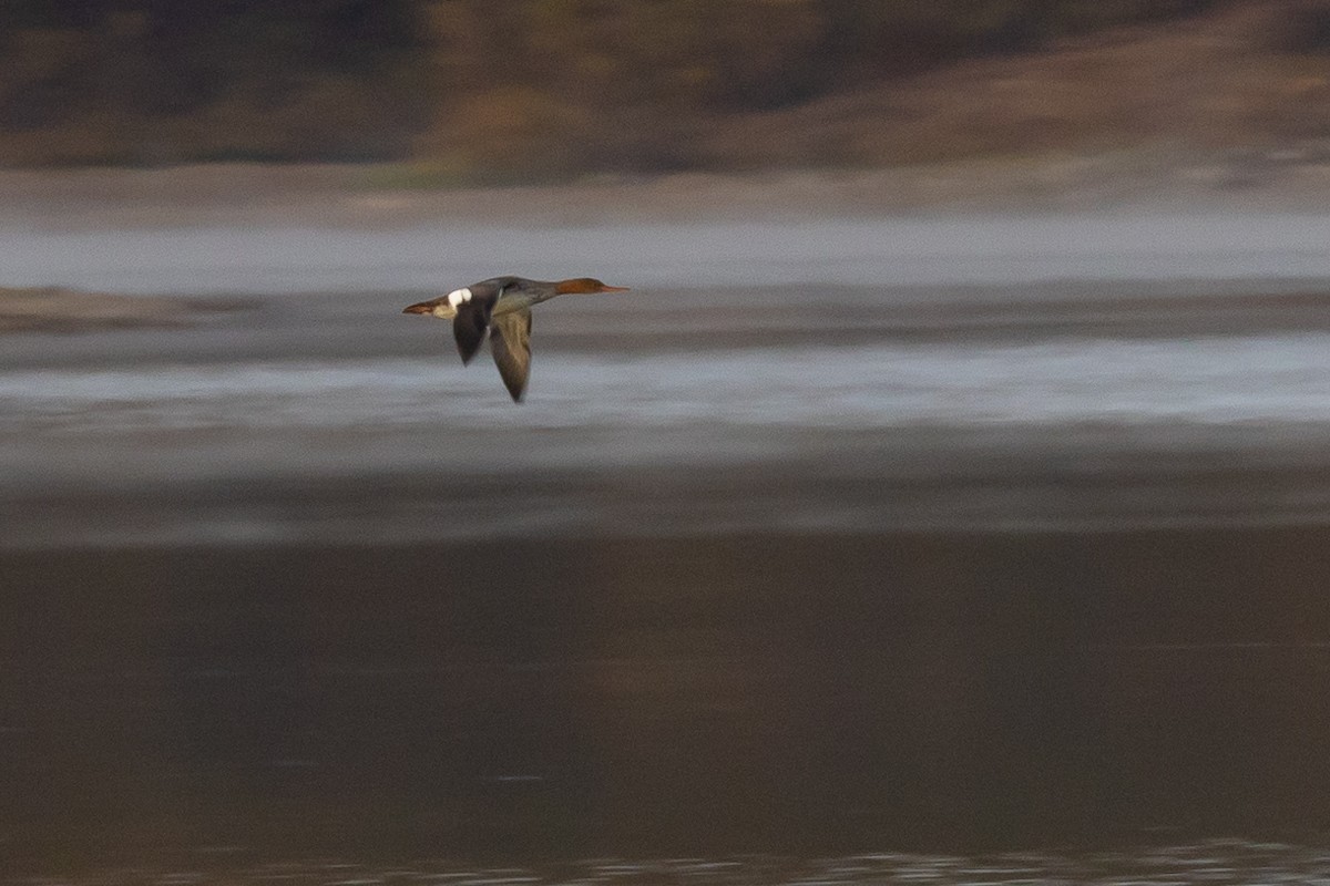 ウミアイサ - ML645543818