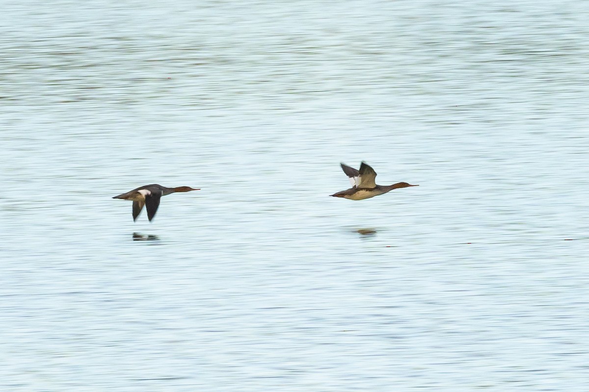 ウミアイサ - ML645543819