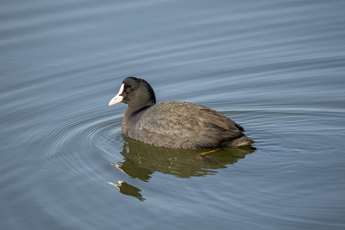 オオバン - ML645543820