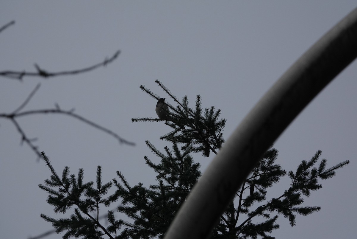 カリフォルニアカケス - ML645543821