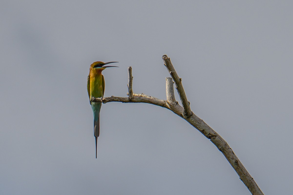 ハリオハチクイ - ML645543823