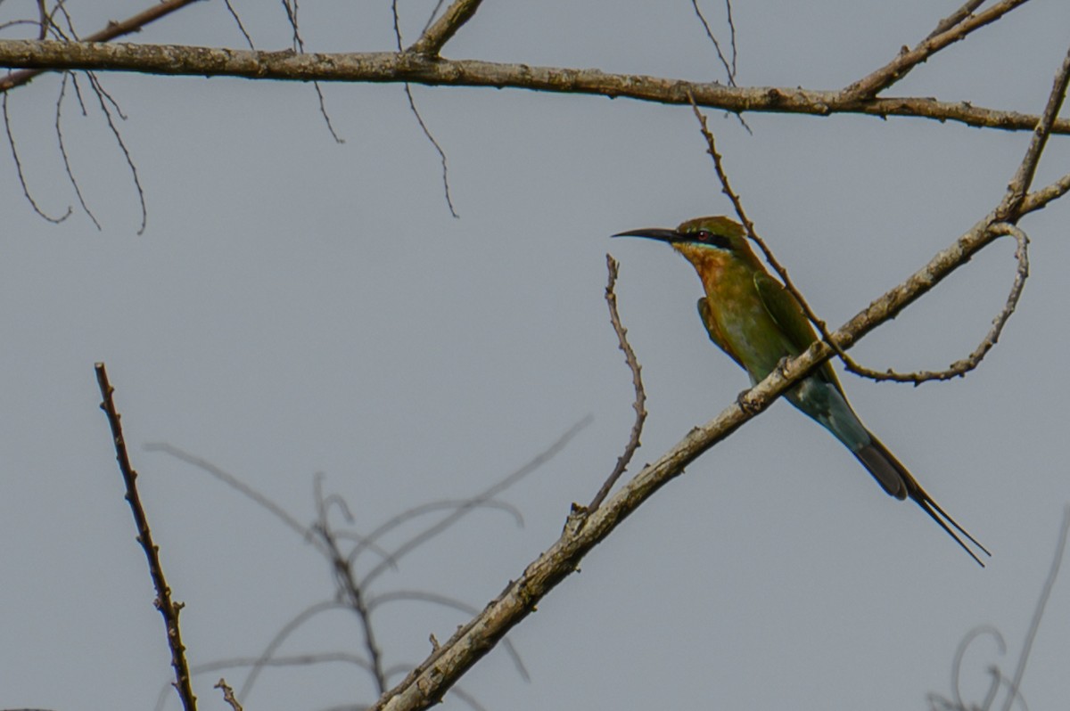 ハリオハチクイ - ML645543824