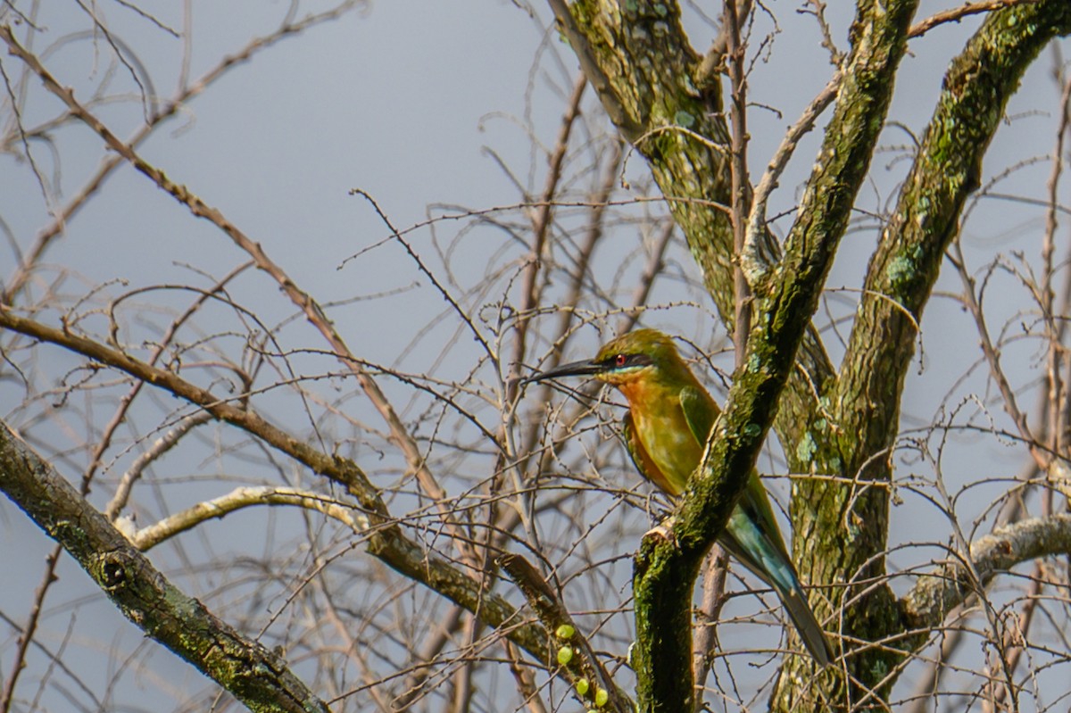 ハリオハチクイ - ML645543825