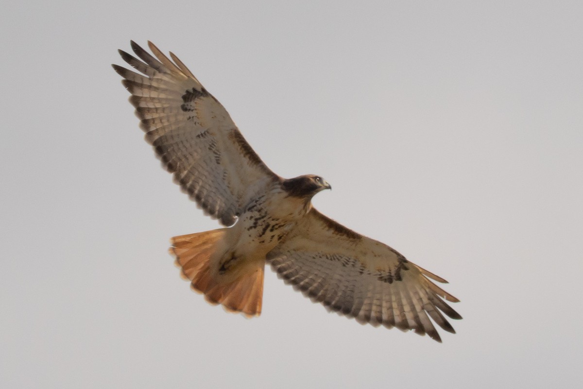 アカオノスリ - ML645543826