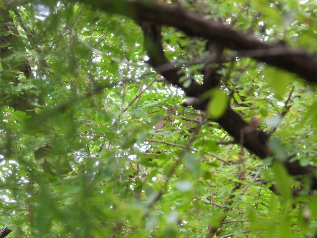 トラツグミ - ML645543830