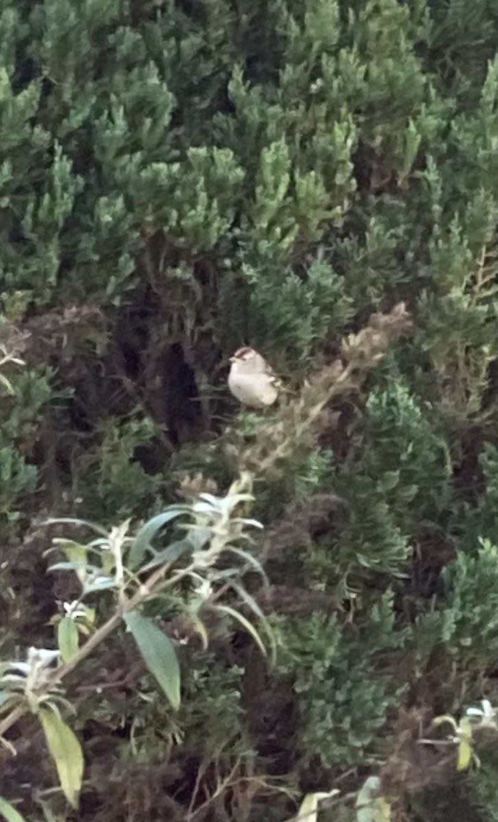 ミヤマシトド - ML645543831