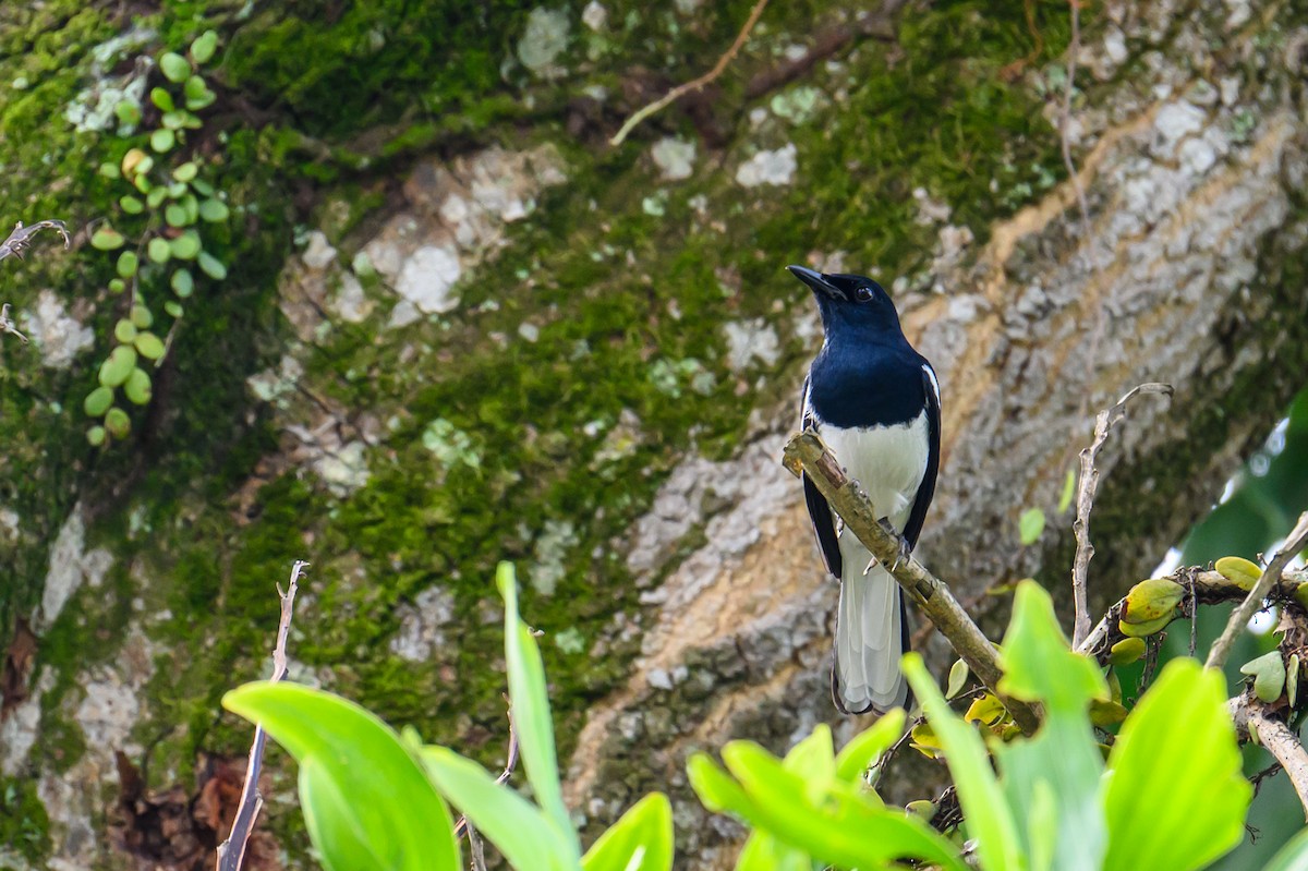 Oriental Magpie-Robin - ML645543834