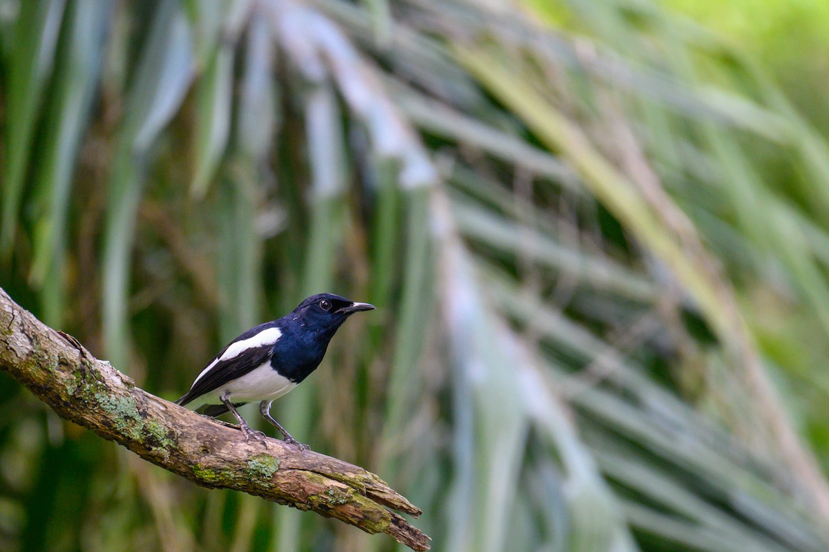 Oriental Magpie-Robin - ML645543835