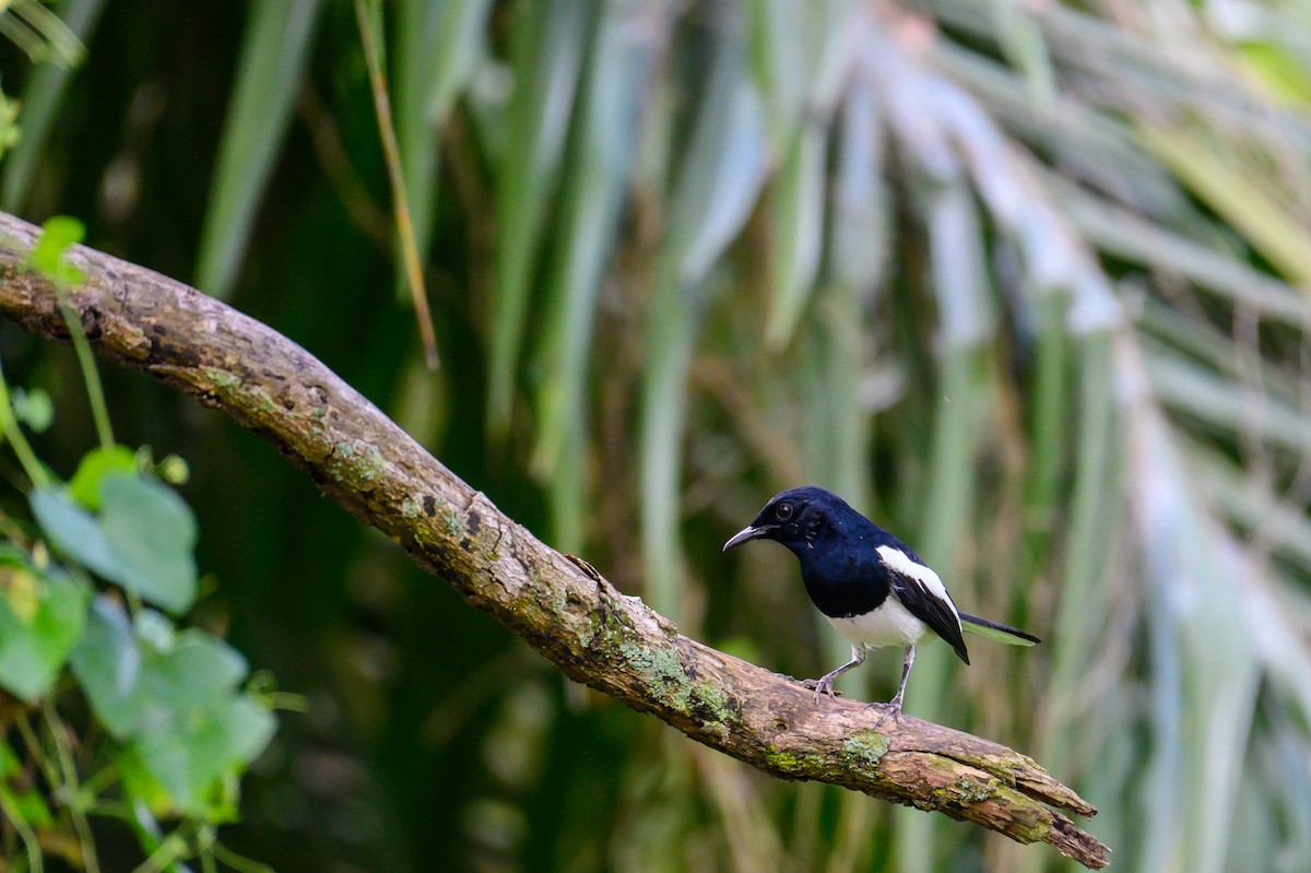 Oriental Magpie-Robin - ML645543836