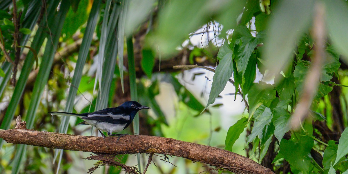 Oriental Magpie-Robin - ML645543837