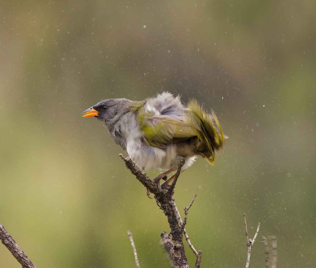 ソウゲンノジコ - ML645543838