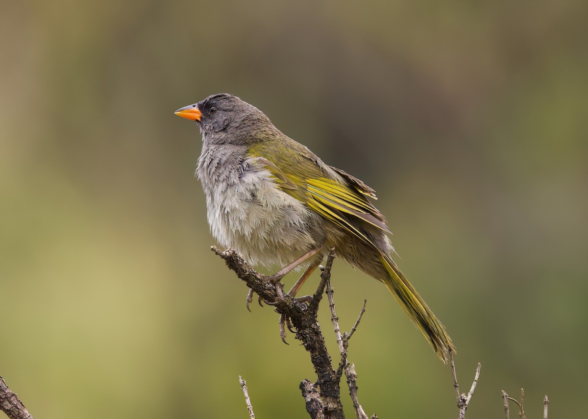 ソウゲンノジコ - ML645543839