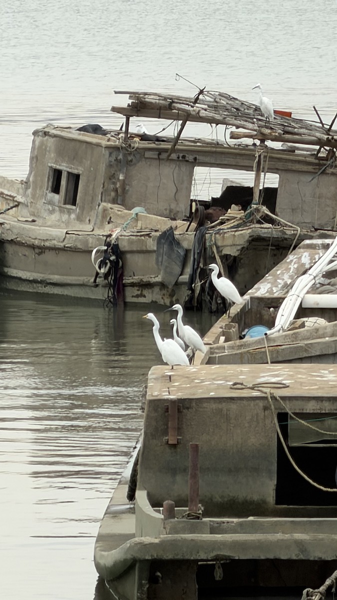 Little Egret - ML645543840