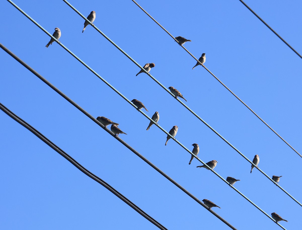 Eurasian Tree Sparrow - ML645543841