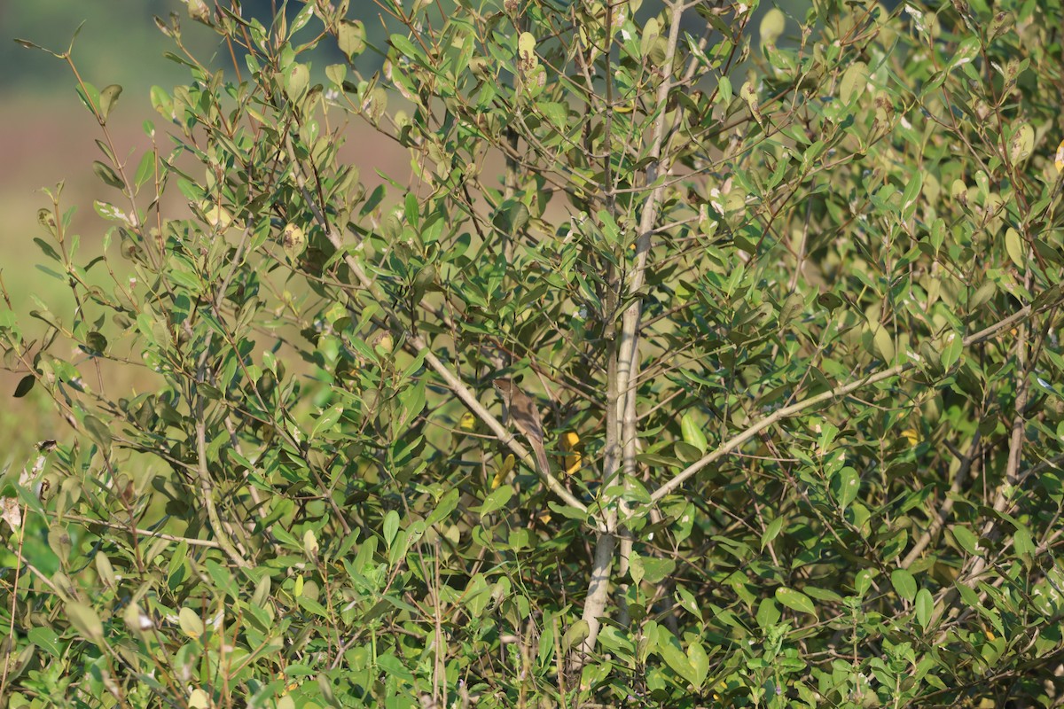 Clamorous Reed Warbler - ML645543843