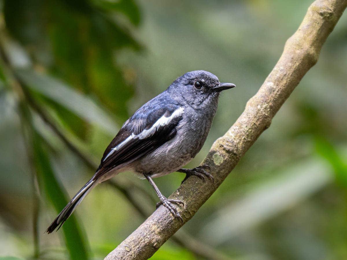 Oriental Magpie-Robin - ML645543846