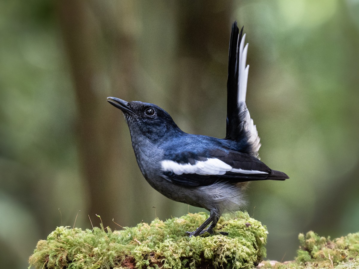 Oriental Magpie-Robin - ML645543847