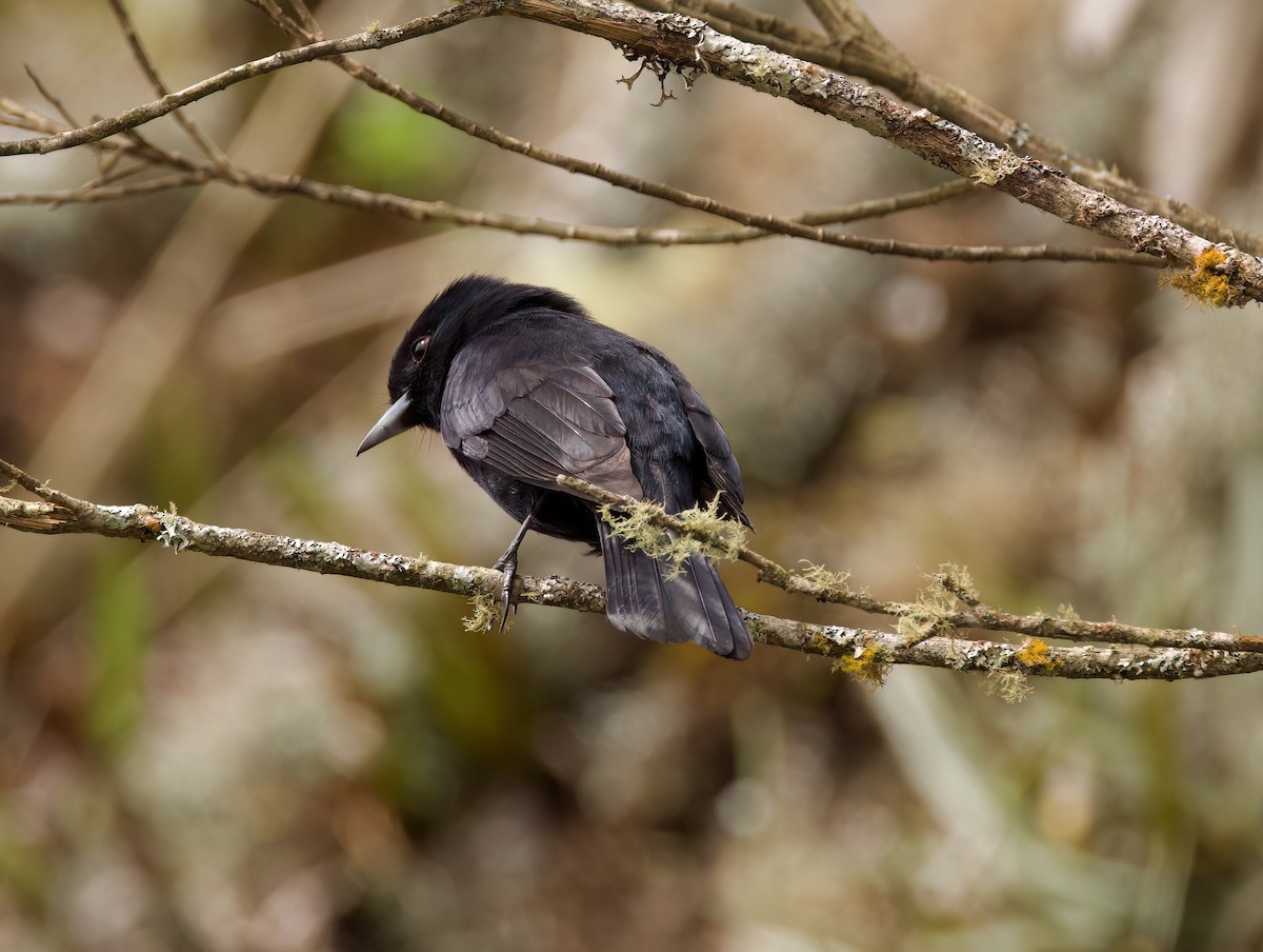 Blue-billed Black-Tyrant - ML645543848