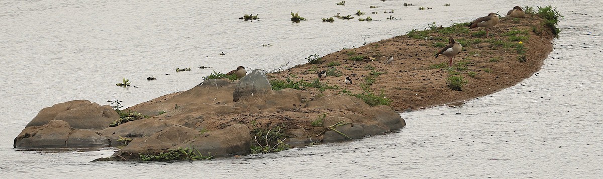 African Skimmer - ML645543849