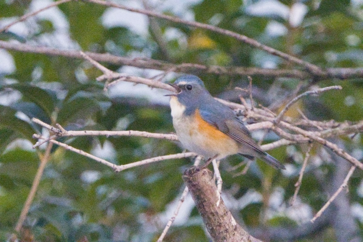 Red-flanked Bluetail - ML645543850