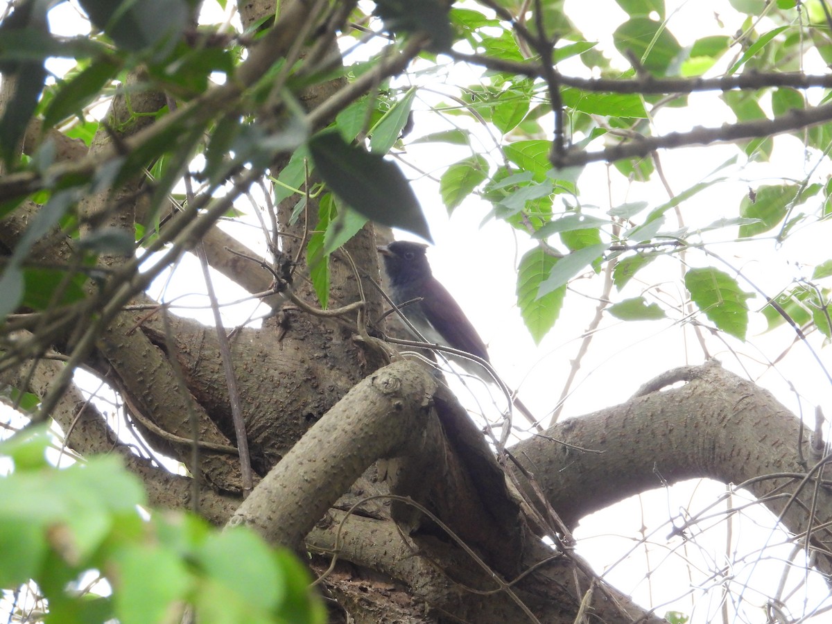 Black Paradise-Flycatcher (Northern) - ML645543852