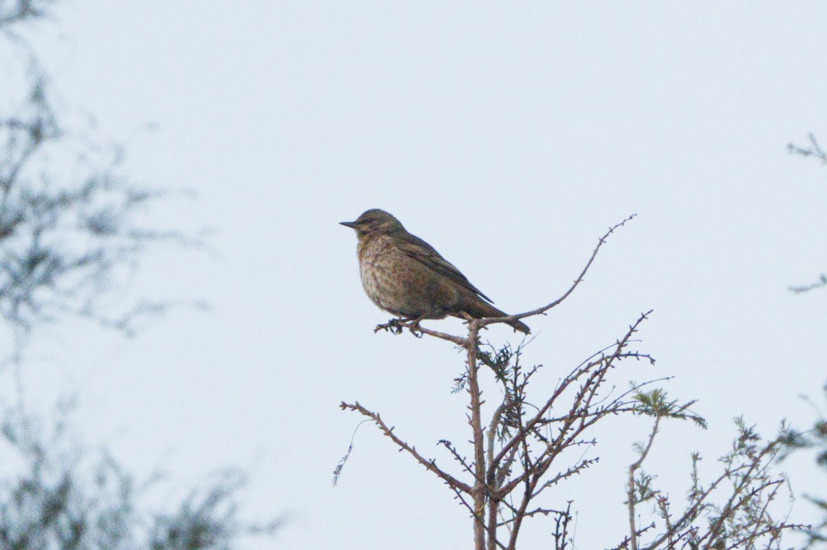 Naumann's Thrush - ML645543853