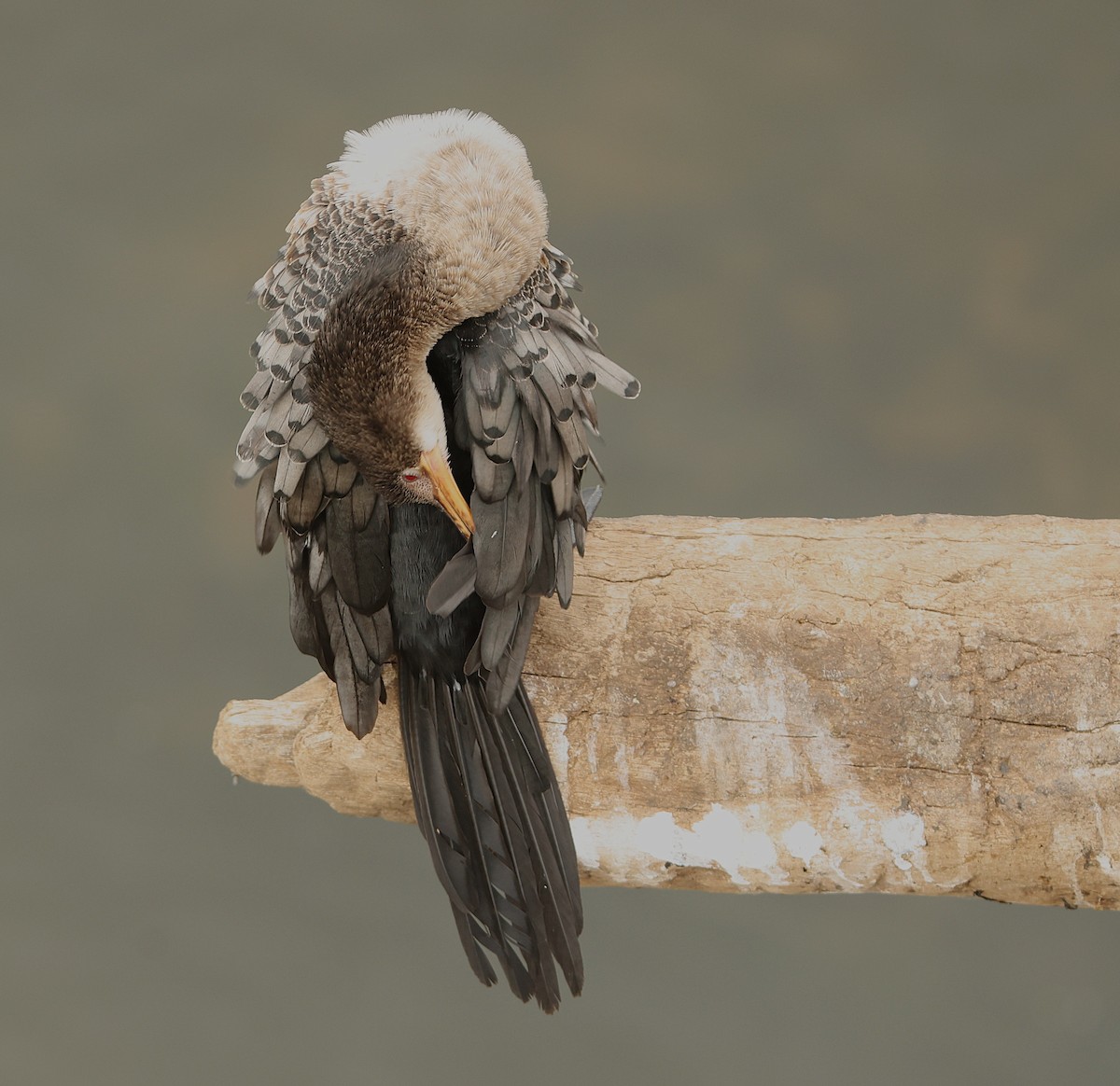 Reed Cormorant - ML645543854