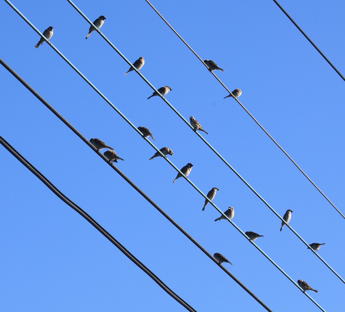 Eurasian Tree Sparrow - ML645543855