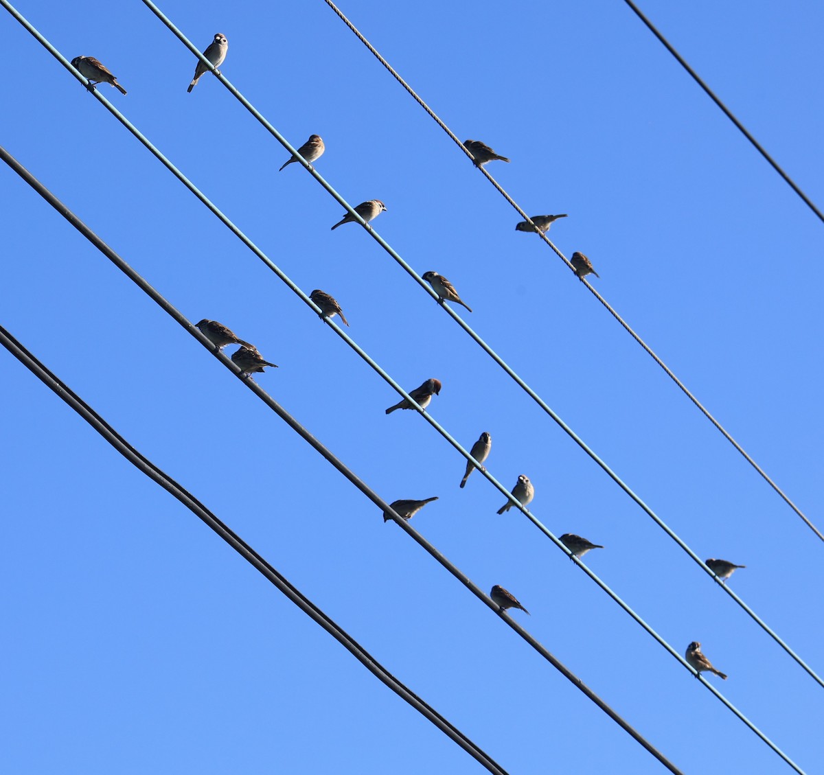 Eurasian Tree Sparrow - ML645543856