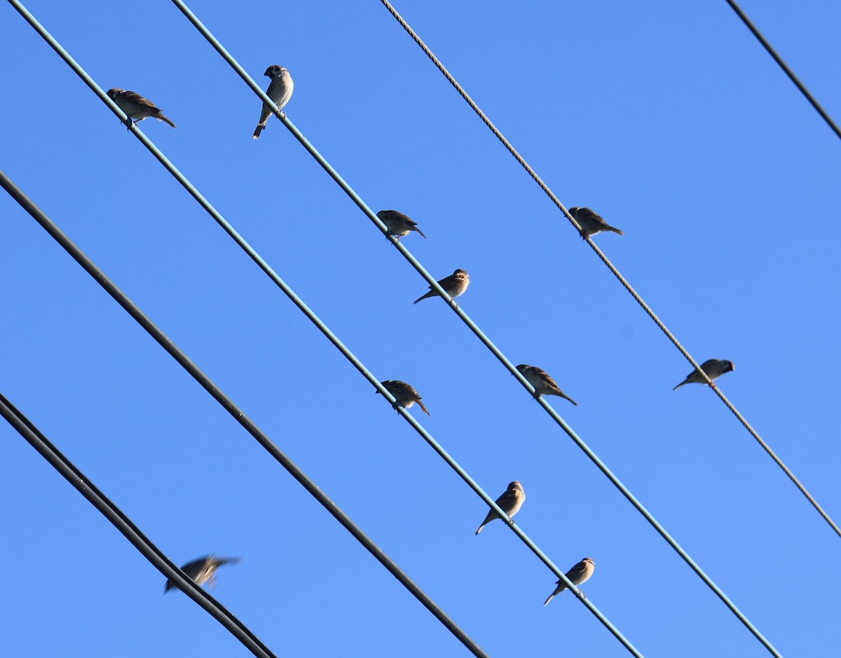 Eurasian Tree Sparrow - ML645543857