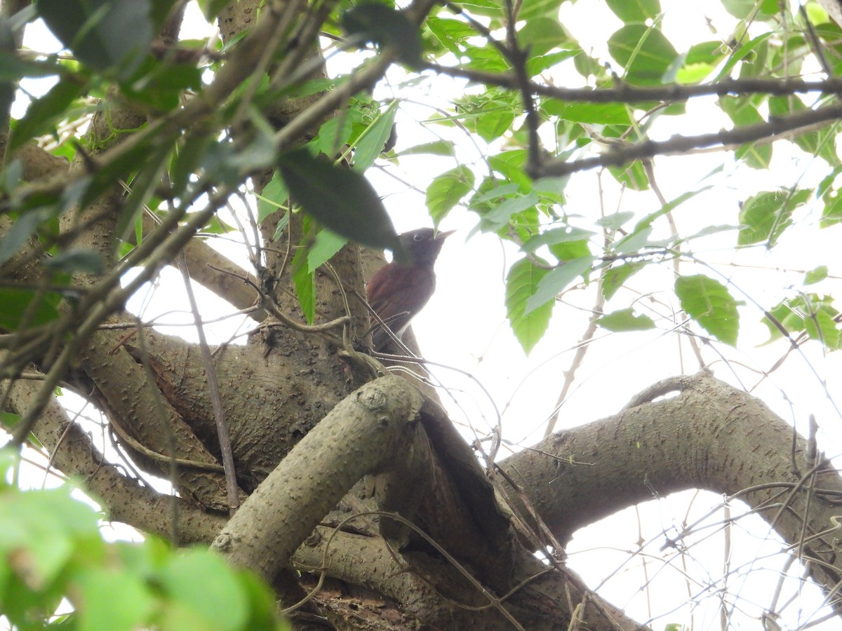 Black Paradise-Flycatcher (Northern) - ML645543858