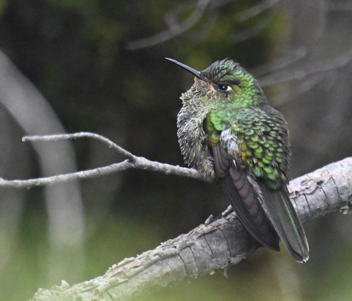 Viridian Metaltail - ML645543859