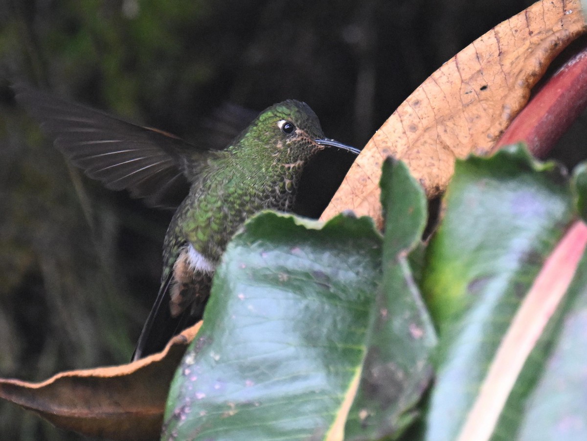 Viridian Metaltail - ML645543860