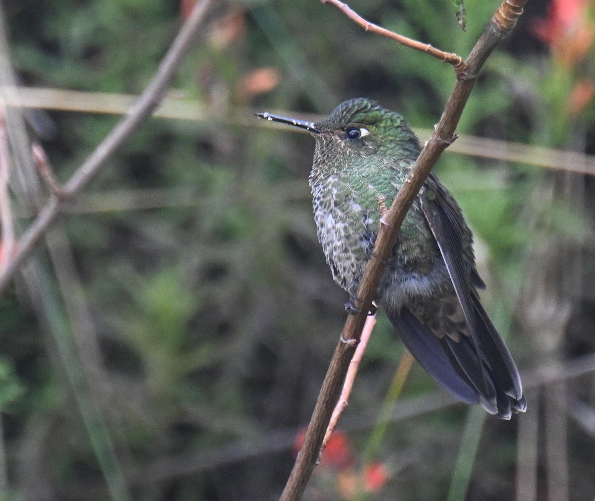 Viridian Metaltail - ML645543861