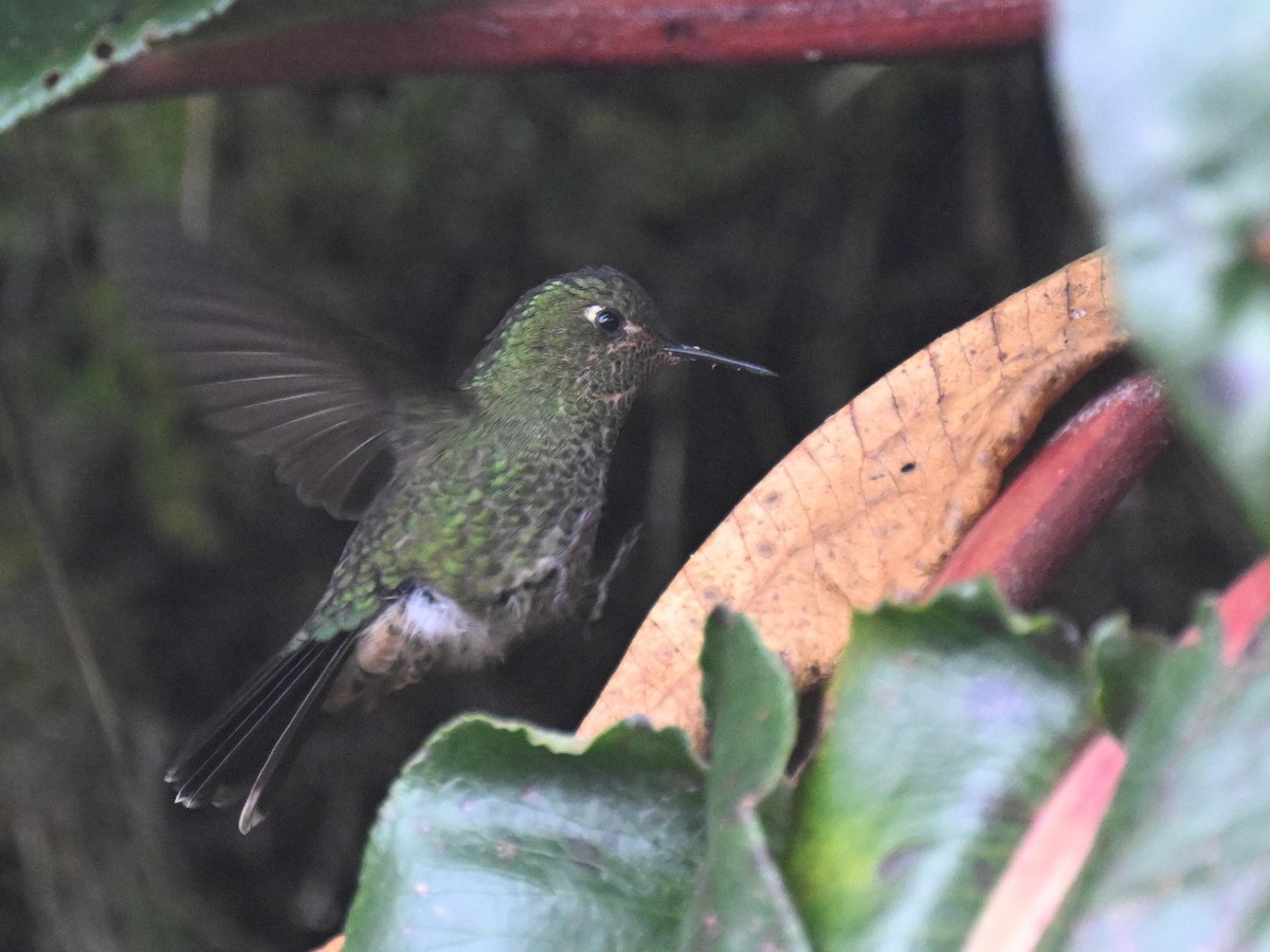 Viridian Metaltail - ML645543862