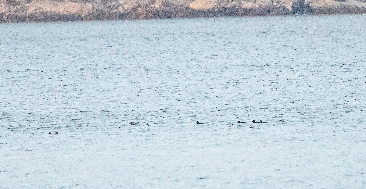 Black Scoter - ML645543863