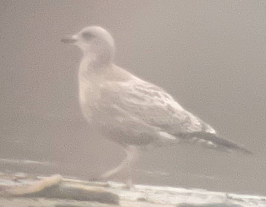 Iceland Gull (Thayer's) - ML645543865
