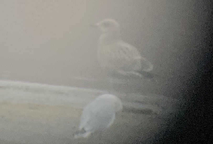 Iceland Gull (Thayer's) - ML645543866